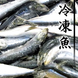 冷凍魚