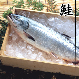鮭