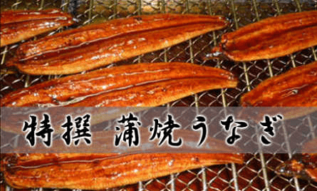 Eel1 Eel1